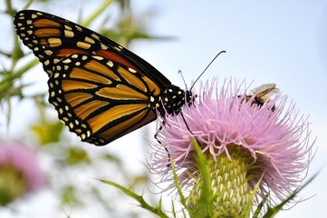Monarch Butterfly on a burdock flower