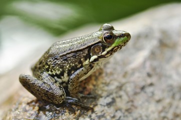 Common water frog on a stone
