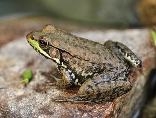 Fototapeta premium Common water frog on a stone