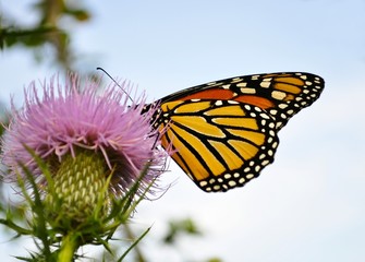Monarch Butterfly on a burdock flower