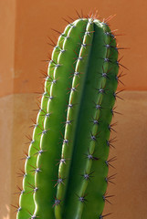 pianta grassa fiori 997