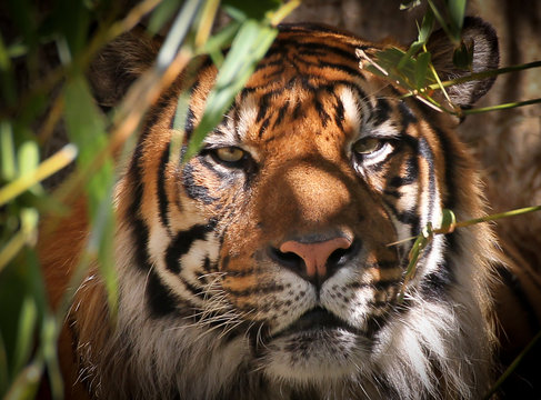 Tiger Portrait