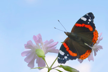 Fototapeta premium Red admiral butterfly