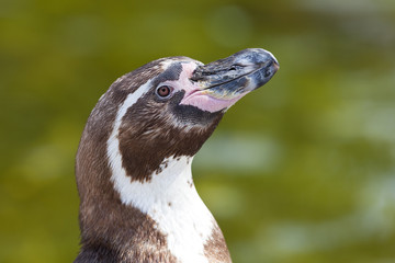 Portrait eines Humboldtpinguins