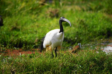 Heiliger Ibis