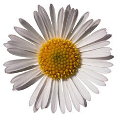 pâquerette vue de face isolée sur fond blanc détouré © Olivier Le Moal