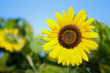 Fototapeta premium sunflower