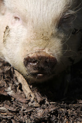 Schweineschnauze