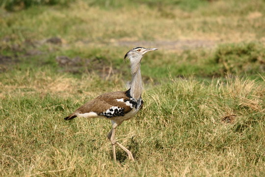 Riesentrappe