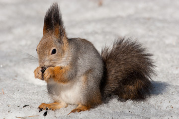 Naklejka na ściany i meble Sciurus vulgaris, Red squirrel (Eurasian)