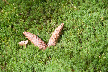 Pine cones fell on the moss