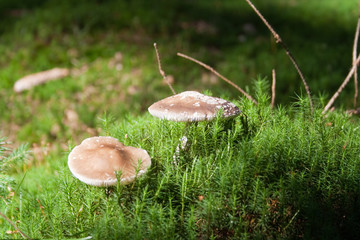Mushrooms grow on moss