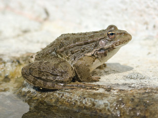 Toad