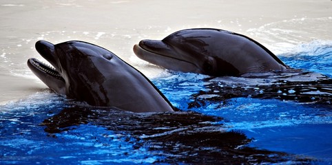 dos delfines © dulsita