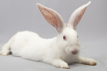 Rabbit white lies a gray background