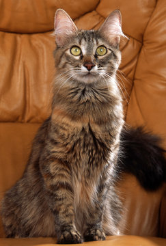 Jeune Angora Turc Tigre Sur Le Canape Stock Photo Adobe Stock