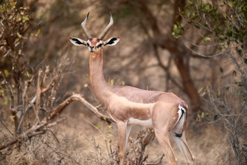 Giraffengazelle