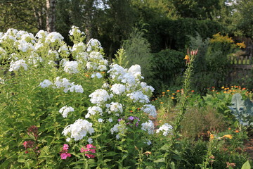 Weißer Phlox im Bauerngarten