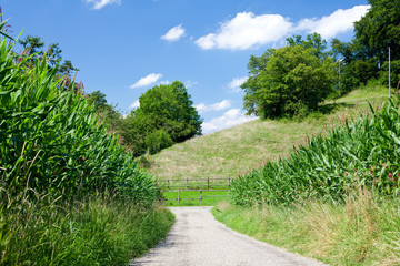 Fototapeta na wymiar landscape with corn field, grass, trees and blue sky