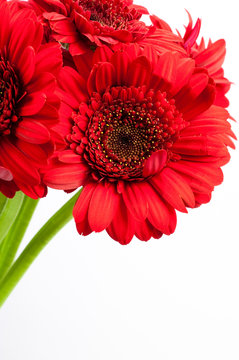 red germini