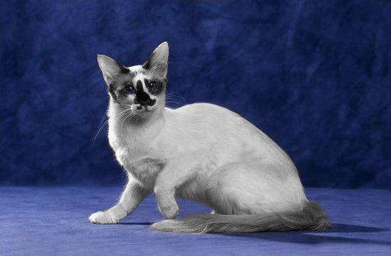 chat balinais de profil en studio sur fond bleu