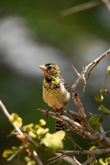 Ohrfleck-Bartvogel