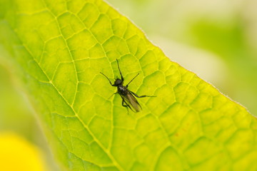 Fly on leaf