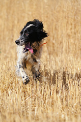 English setter