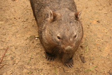 Wombat