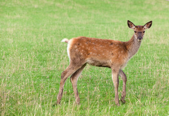 Naklejka na ściany i meble młode jelenie na zielonej trawie