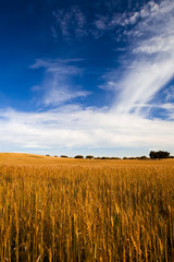 Naklejka premium Yellow wheat field