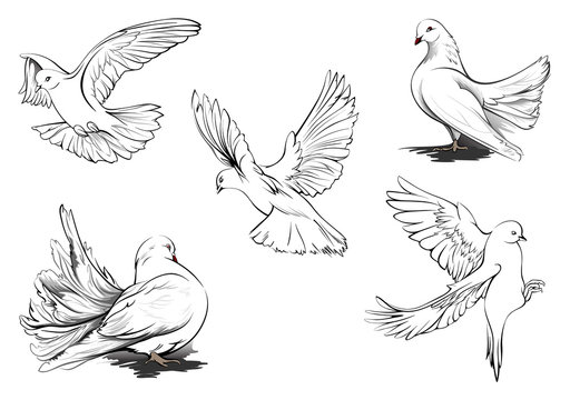 Discover 182+ dove drawing easy