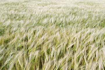 Field of Barley