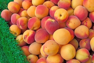 Aprikosen