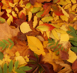 Colorful autumn background