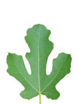 Feigenblatt