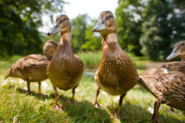 Cute ducklings - 25222986