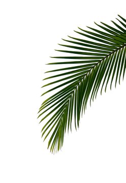 palmenblatt
