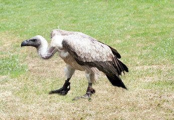 African White backed vulture