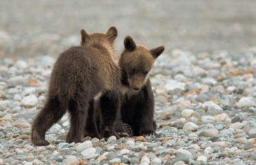 Obraz premium young grizzlys wildlife