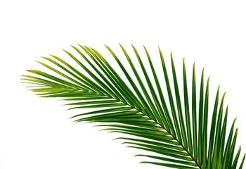 Deurstickers Palmboom palmblad
