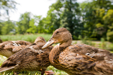 Cute ducklings
