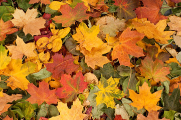 Naklejka na ściany i meble Autumn background with colourful leaves