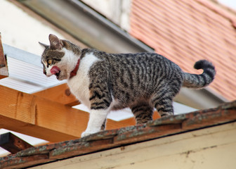 Katze sitzt wartend auf einem Hausdach