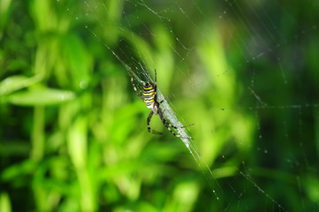 Spinne im Netz