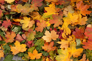 Naklejka na ściany i meble Colourful autumn background