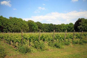 Fototapeta na wymiar Dutch vineyard