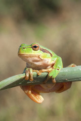 Green Tree Frog (Hyla arborea)