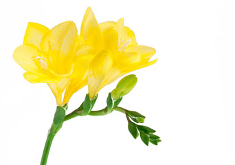 freesia