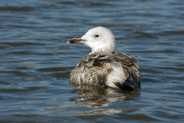 a juvenile herring gull on the water / Larus argentatus